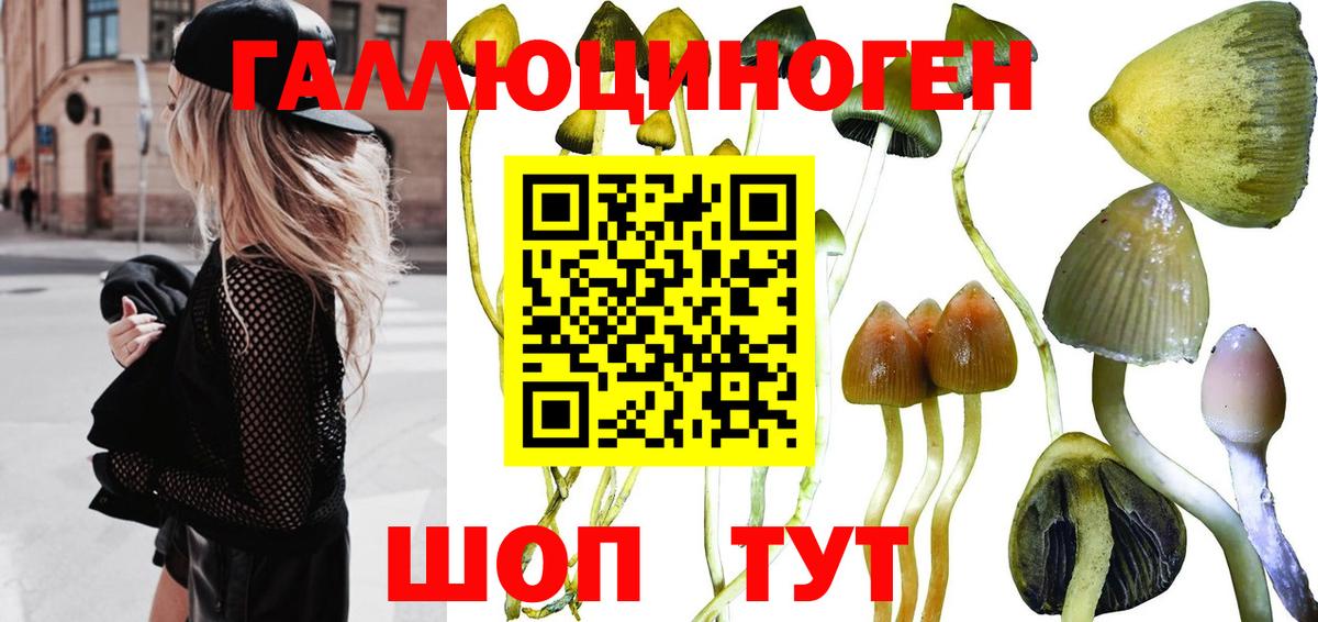 Наро-Фоминск  Псилоцибиновые грибы Cubensis  Вход с VPN 